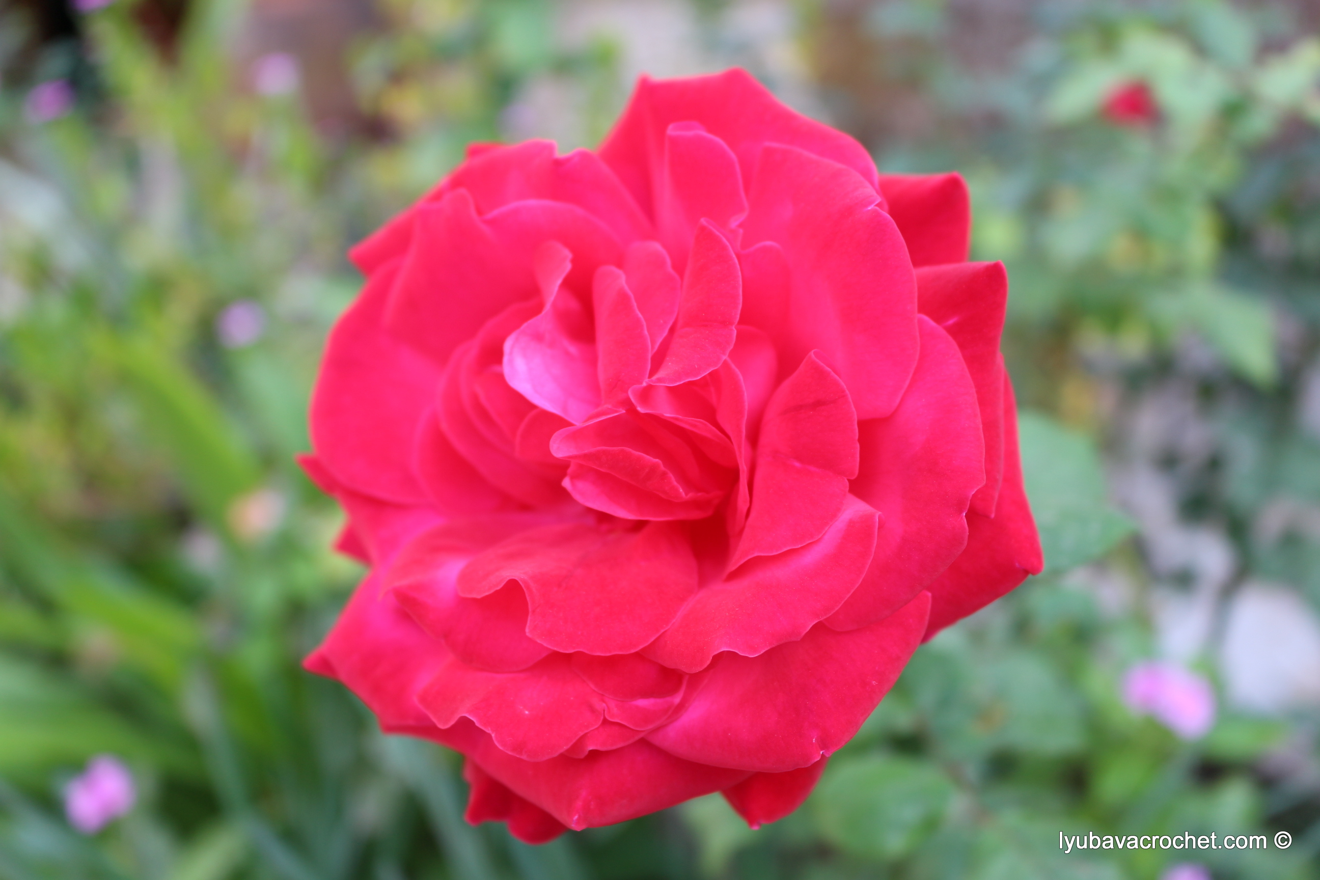 Rose in mid-November ...